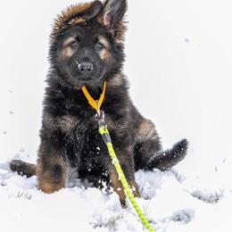 German Shepherd Puppies from Howixx German Shepherds