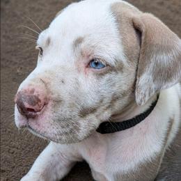 Aragorn - Harlequin male Great Dane puppy in Citra, Florida from AEW Farm