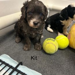 Bernedoodle and Cockapoo Puppies from Doodles of Joy