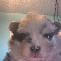 Lil cow - Blue merle male Pomeranian puppy in Billings, Montana from Magic City Poms