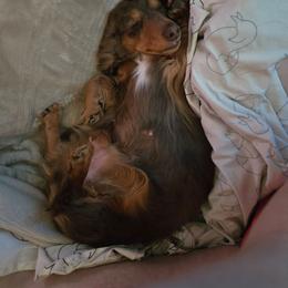 Dachshund puppies from Snuggle Snoot Doxies