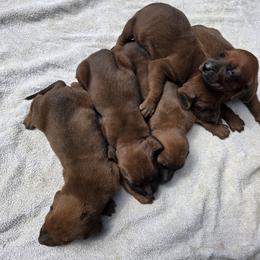 Redbone Coonhound puppies from Triple I Redbones