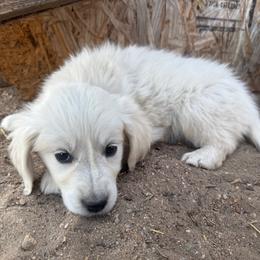 Ursula - Light golden female Golden Retriever puppy in Colorado Springs, Colorado from Sharp Guardians and Goldens