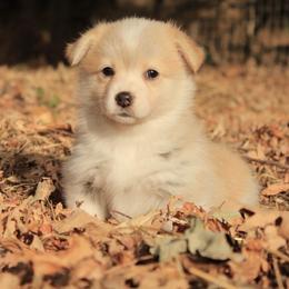 Fancy - Red female Pembroke Welsh Corgi puppy in Williams, California from Bear Creek Corgis