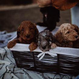 Aussiedoodle and Bernedoodle Puppies from High Desert Doodles