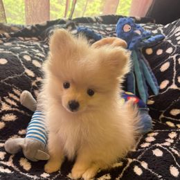 Boy 1 (Orange for breeder's use only) - Cream parti male Pomeranian puppy in Lookout, West Virginia from Ashley Miller's Pomeranians