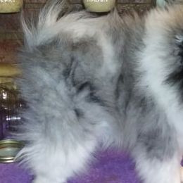 Pomeranians from The Moon & The Rose Micro-Homestead