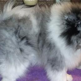 Pomeranians from The Moon & The Rose Micro-Homestead