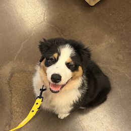 Boy 6 - Black Australian Shepherd puppy in Wheaton, Illinois from Patsy Heaven