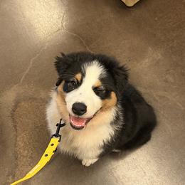 Boy 6 - Black Australian Shepherd puppy in Wheaton, Illinois from Patsy Heaven