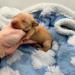 Cream baby - Cream female Dachshund puppy in Tracy, California from JnA Dachshunds