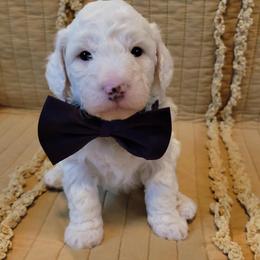 Bernedoodle Puppies from McKenzie Payne