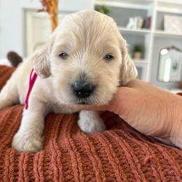 Dark pink - Cream female Goldendoodle puppy in Brooksville, Florida from Abby’s Standard Goldendoodles