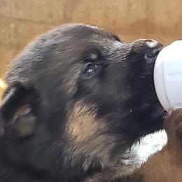 Black - Black and red female German Shepherd puppy in Carbondale, Kansas from T and M Elite Europeans German Shepherds