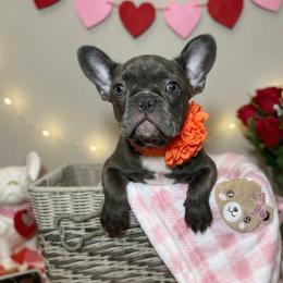 Gracie - Blue female French Bulldog puppy in Omaha, Nebraska from Colorful Dachshunds
