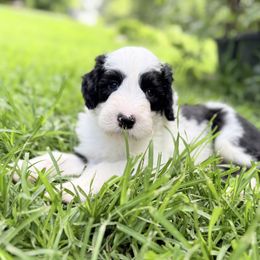 Zack - Black and white male Sheepadoodle puppy in Chattanooga, Tennessee from River City Doodles TN