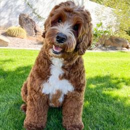 Abby - Australian Labradoodle