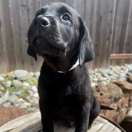 Grayson - Gray Collar - Black male Labrador Retriever puppy in Galt, California from On My Side Kennels
