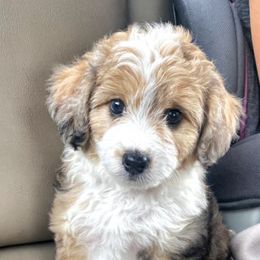 Aussiedoodles, Cavalier King Charles Spaniels, Cavapoos, and Toy Australian Shepherds from Darling Australians