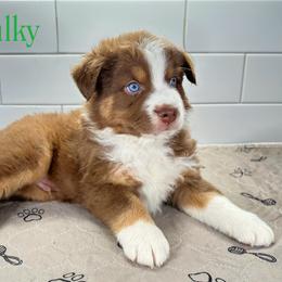 Hulky - Red tri male Miniature Australian Shepherd puppy in Newberry, Florida from Southern with Grace Mini Aussies