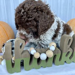 Lagotto Romagnolo Puppies from Agapē Lagotto Romagnolo