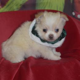 Merry - Cream and white female Chihuahua puppy in Gloucester, Virginia from Charlotte's Web of Chihuahuas