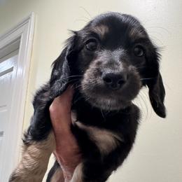 Hailey IS ON HOLD. - Black and cream female Dachshund puppy in Rhode Island from FOSTERS FRENCHIES and DACHSHUNDS
