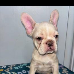 Lola - Cream female French Bulldog puppy in Cleveland, Ohio from Diondre's French Bulldogs