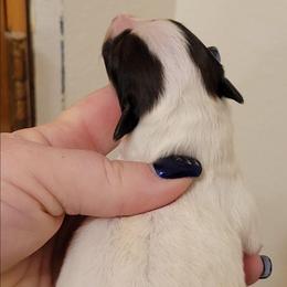 Fuji - White and black female Shetland Sheepdog puppy in Kaycee, Wyoming from Heavenly Shelties