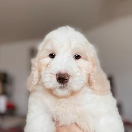 Solstice, Girl - Yellow and white female Bernedoodle puppy in Maricopa, Arizona from Desert Ridge Doodles