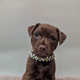 Patterdale Terrier Puppies from Moormont Kennels
