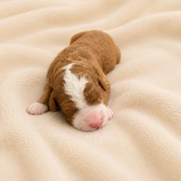 Rusty - Red male Bernedoodle puppy in Temecula, California from Country Hills Doodles