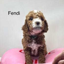 Fendi - Red  male Goldendoodle puppy in Danville, Virginia from Stella’s Stunning Goldendoodles of VA