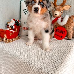Australian Shepherd Puppies from JS Aussies