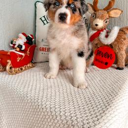 Australian Shepherd Puppies from JS Aussies