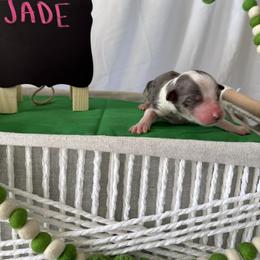Jade - Blue merle female Australian Shepherd puppy in Weeki Wachee, Florida from Ace of Spades Australian Shepherds