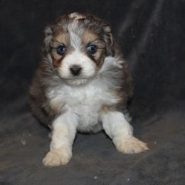 Autumn - Blue merle female Aussiedoodle puppy in Loretto, Tennessee from K Kountry Farm