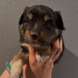Bandit - Black tri male Miniature Australian Shepherd puppy in North Lakeport, California from Wild Rose Ranch
