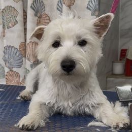 Elsa - West Highland White Terrier