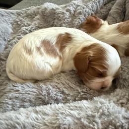 Brick - Blenheim male Cavalier King Charles Spaniel puppy in Richmond, Virginia from Dream it Cavs