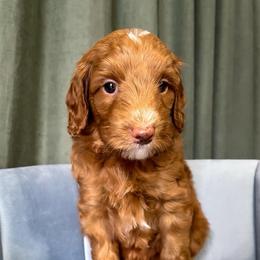 Bullseye - Red  male Goldendoodle puppy in Lakeland, Florida from Rolling Oak Doodles