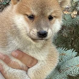 Kibo - Red male Shiba Inu puppy in Winthrop, Minnesota from Kayobi Shibas