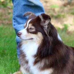 Rosie - Miniature Australian Shepherd