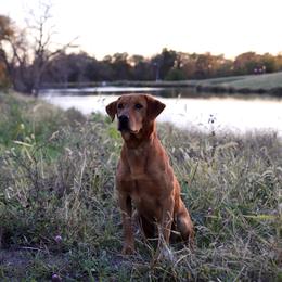 HR Drake CGCA/U TKN - Labrador Retriever
