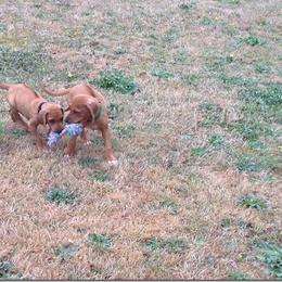 Rhodesian Ridgeback Puppies from ApacheRidge Ranch
