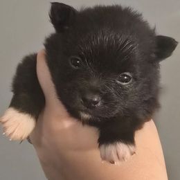 Black girl - Black parti female Pomeranian puppy in Bloomingdale, New Jersey from Bella Luna Pomeranians