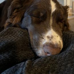 Australian Shepherd All Grown Up from Aussie Angels