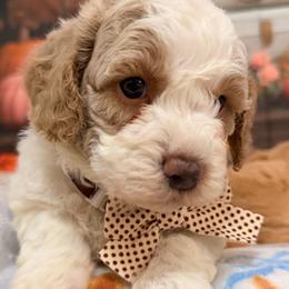 Bonbon - Blenheim male Cavapoo puppy in Dickerson, Maryland from Pawsome Aussie Doodles and Oodles