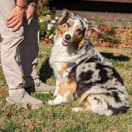Ara - Australian Shepherd