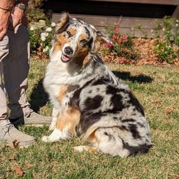 Ara - Australian Shepherd